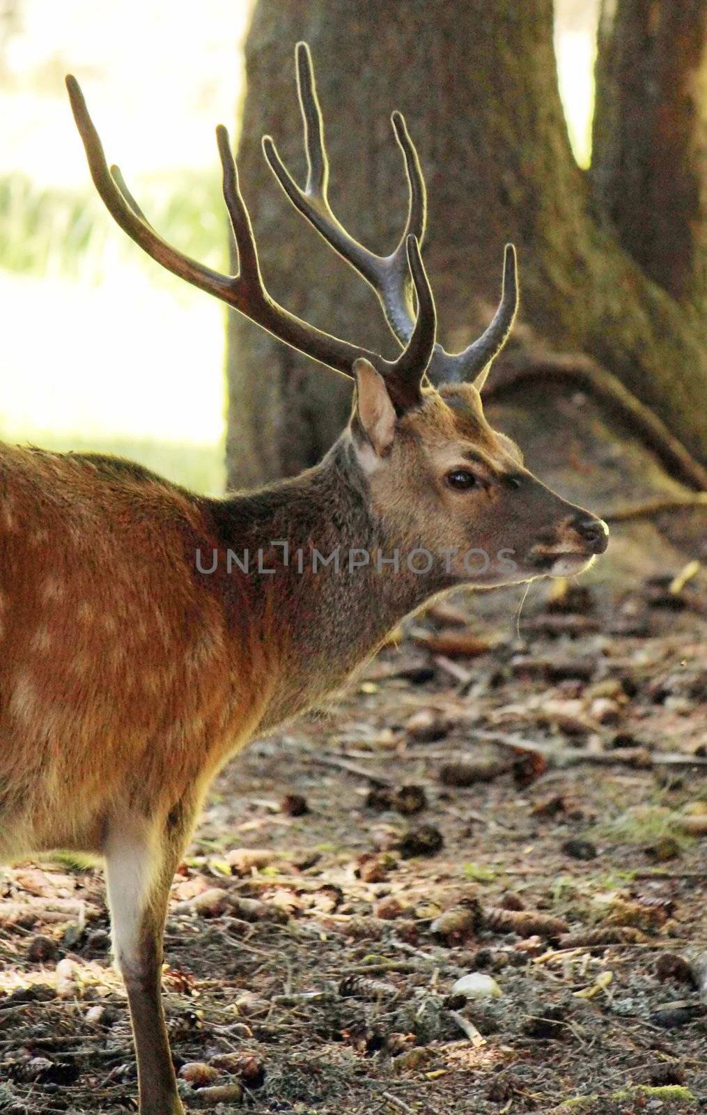 Deer standing among trees in the woods