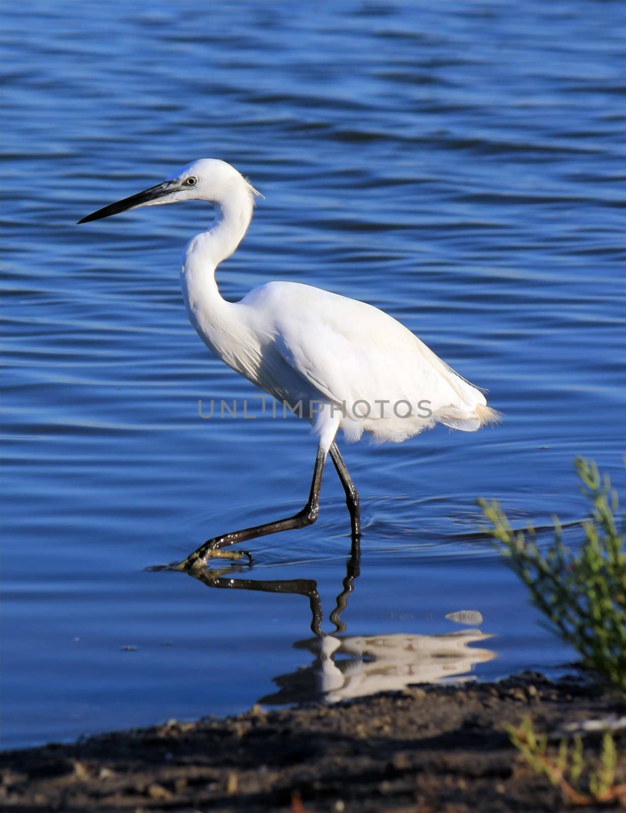 White little egret walking in the water in Camargue, France