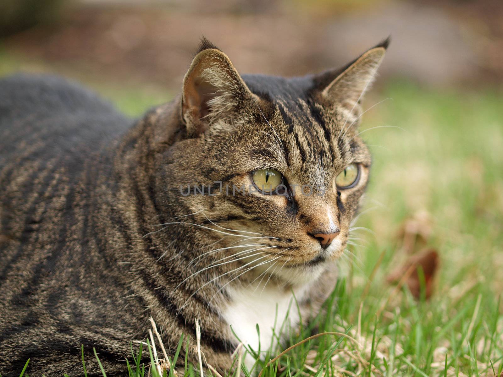 An Adult Tabby Cat Outdoors in a Grassy Yard 