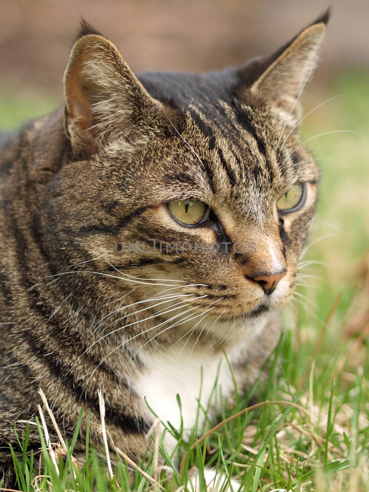 An Adult Tabby Cat Outdoors in a Grassy Yard 