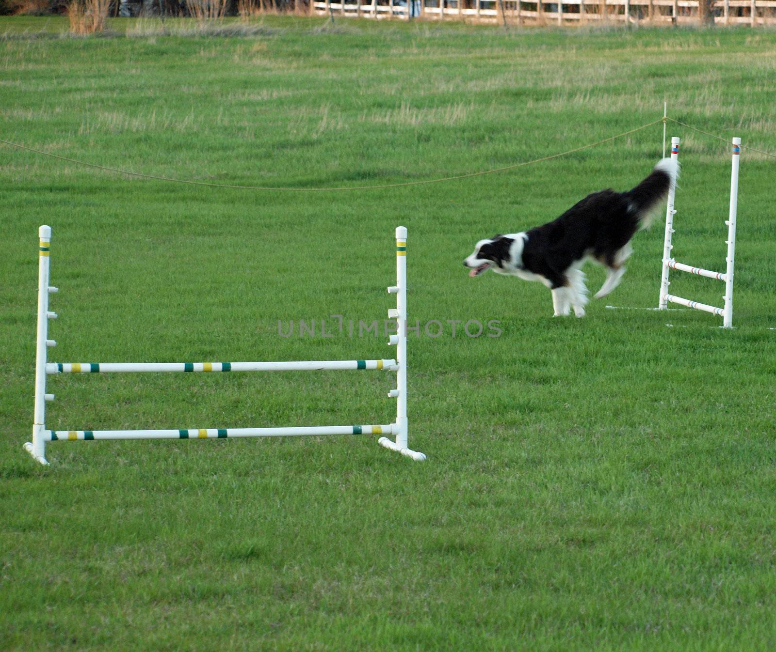 Dog Jumping at an Agility Training