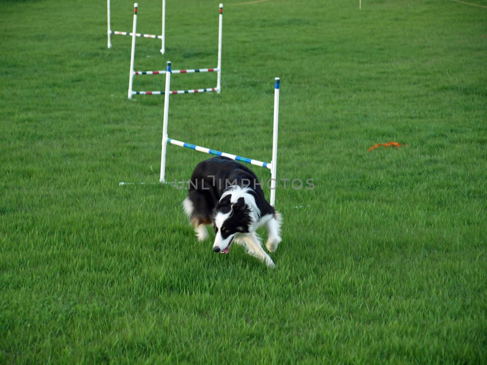 Dog Jumping at an Agility Training
