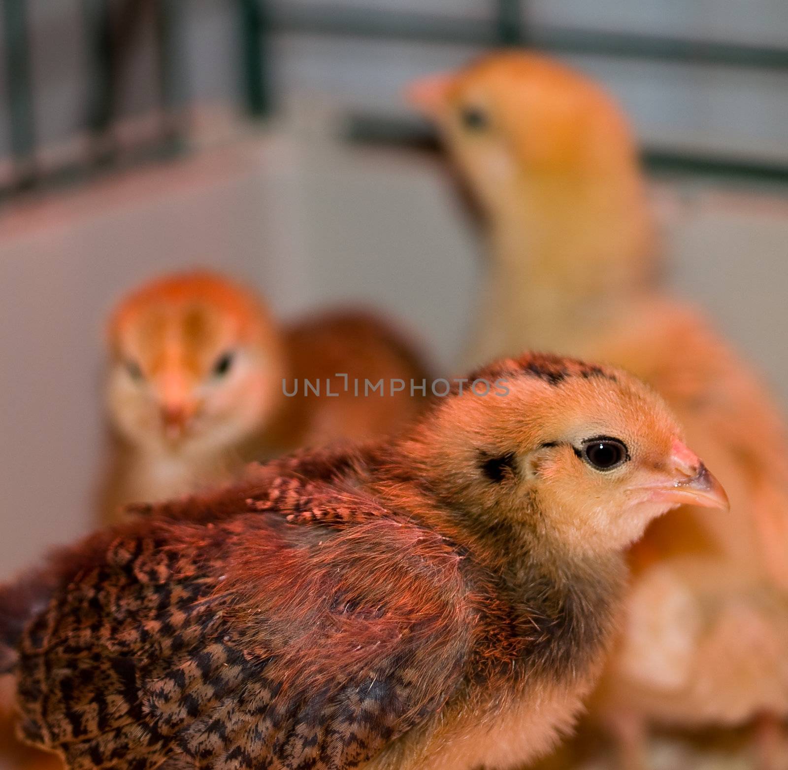 Little yellow and orange fuzzy chick portraits