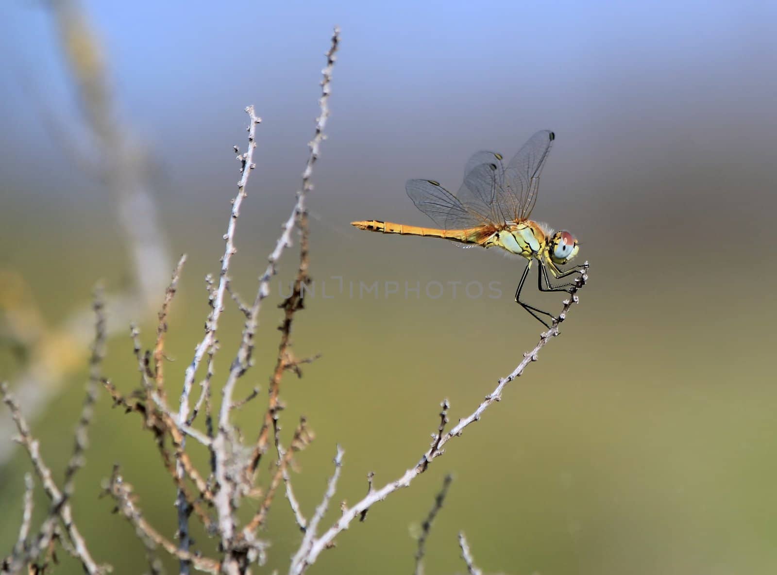Colorful big dragonfly on a little branch in the nature in Camargue, France