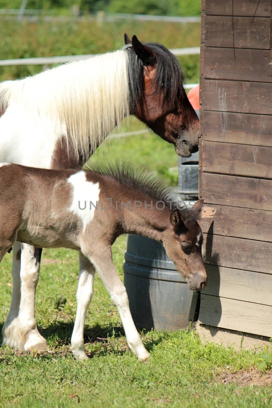 White and brown mother horse and her foal in a meadow next to a wood house