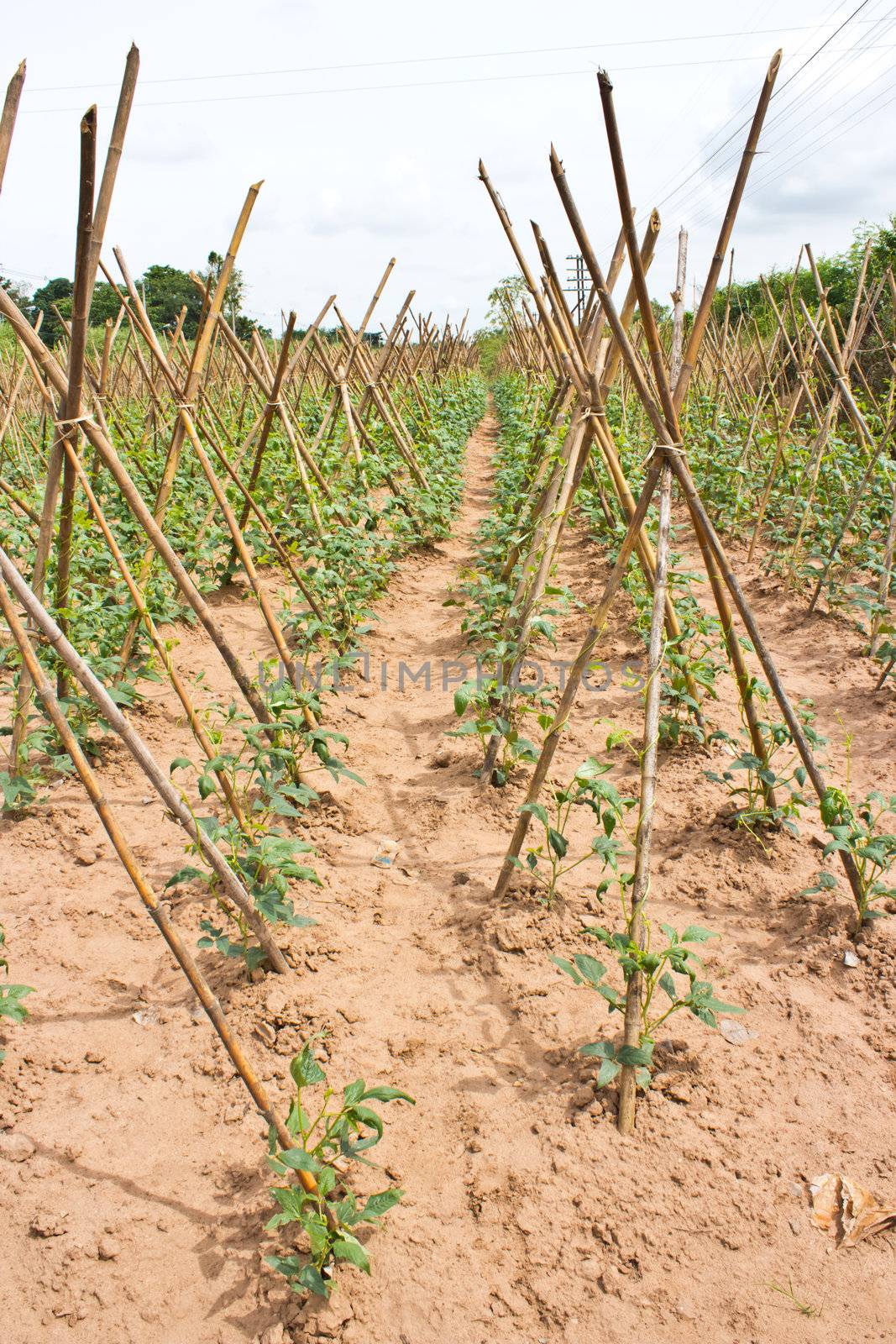 Baby cowpea or yard long bean  vegetable farm