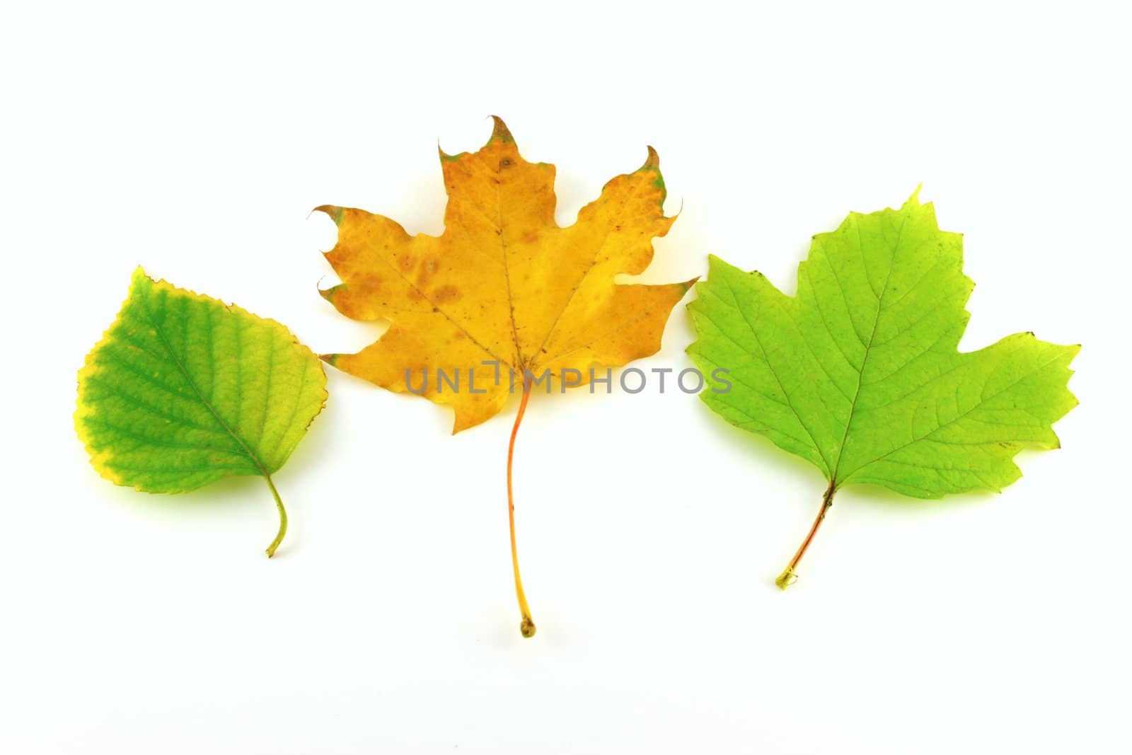 Color autumn leaves of birch and maple over white