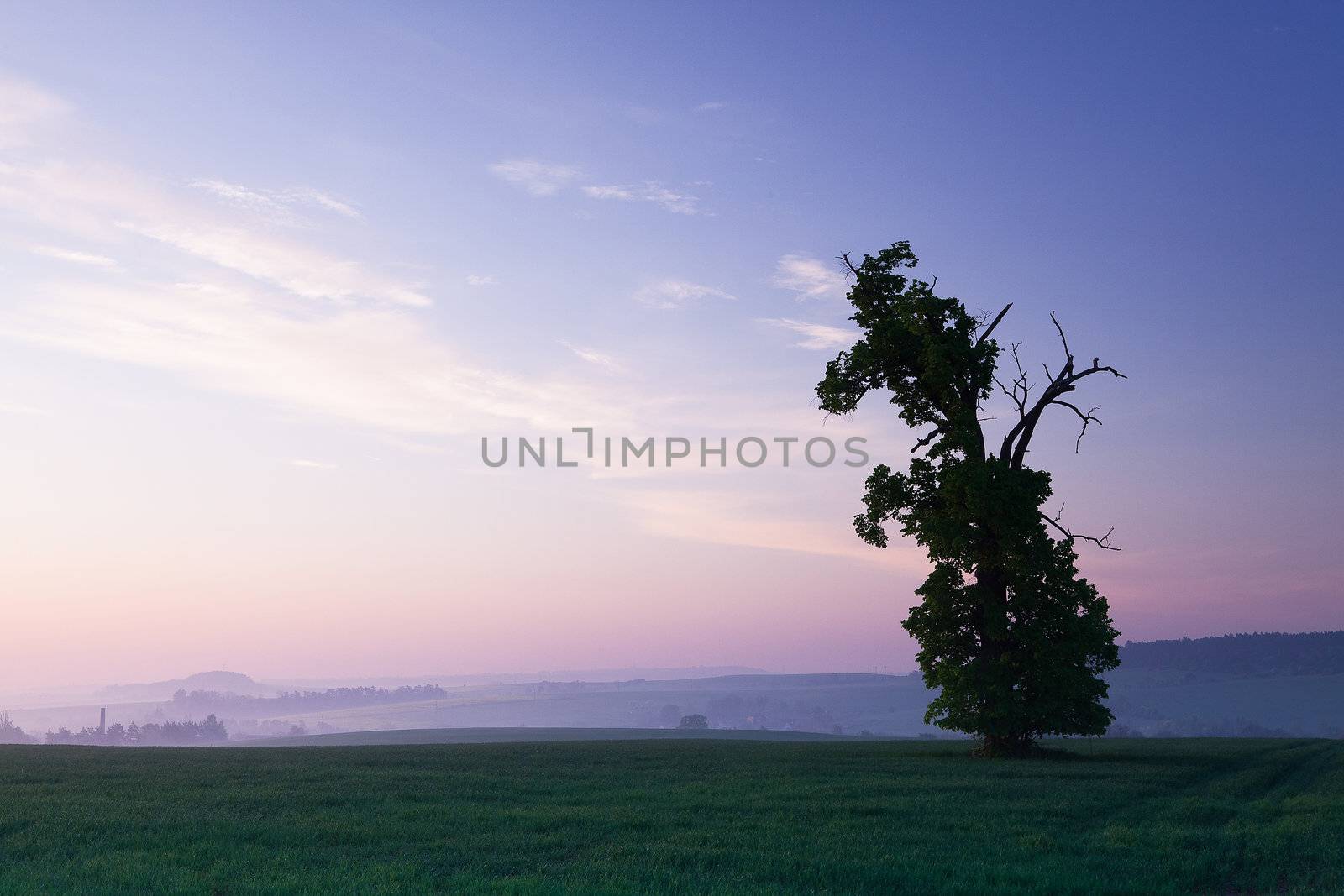 Memorable oak by CaptureLight