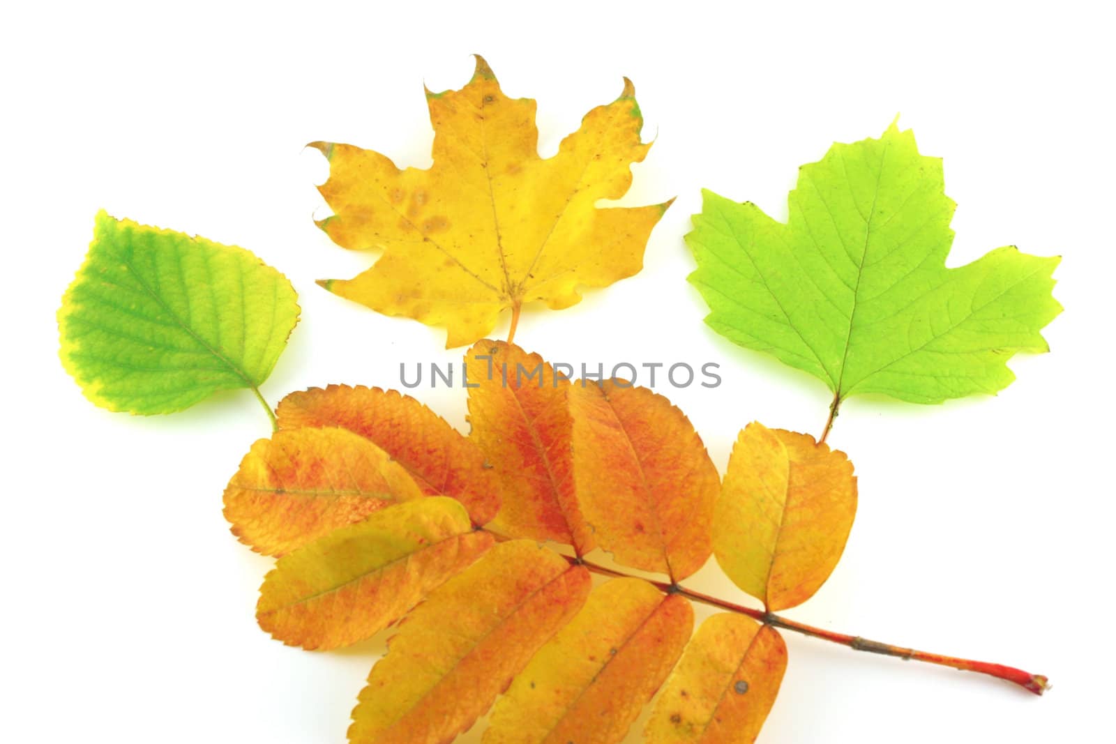 Color autumn leaves of birch, rowan and maple over white