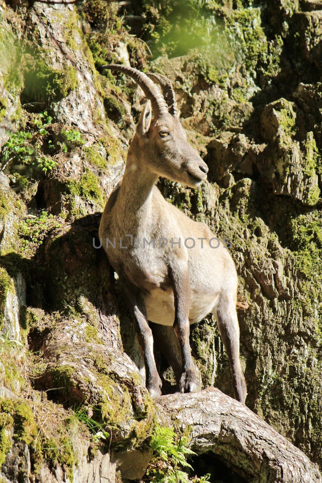 Ibex standing on a trunk in a rocky mountain