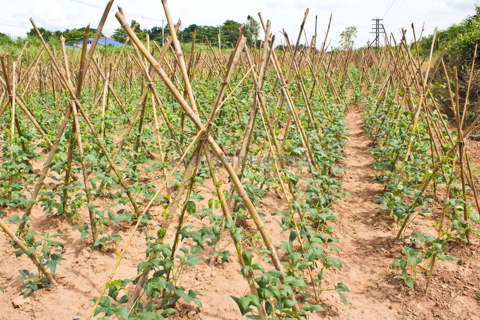 Baby cowpea or yard long bean  vegetable farm