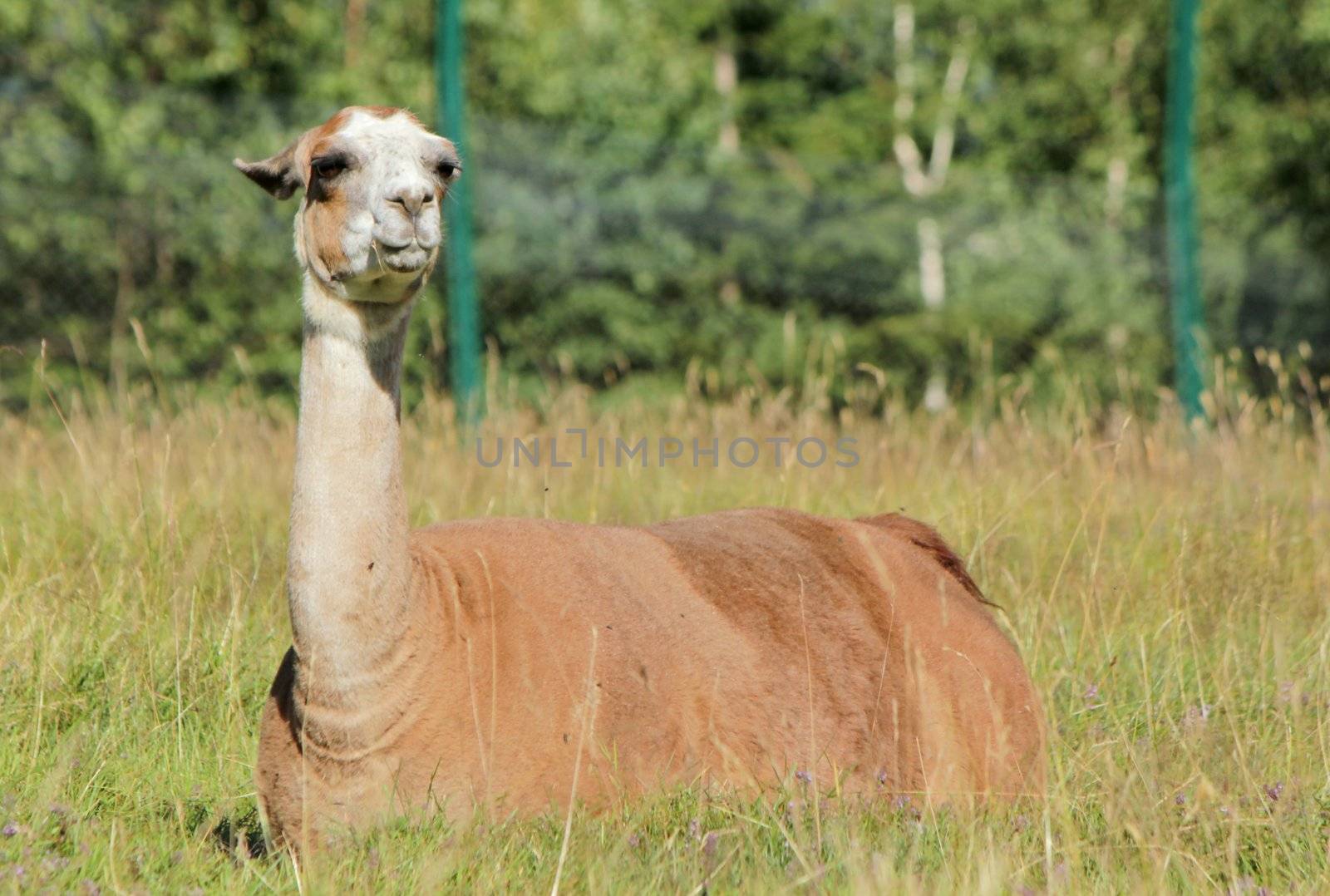 Brown llama resting peacefully in the nature
