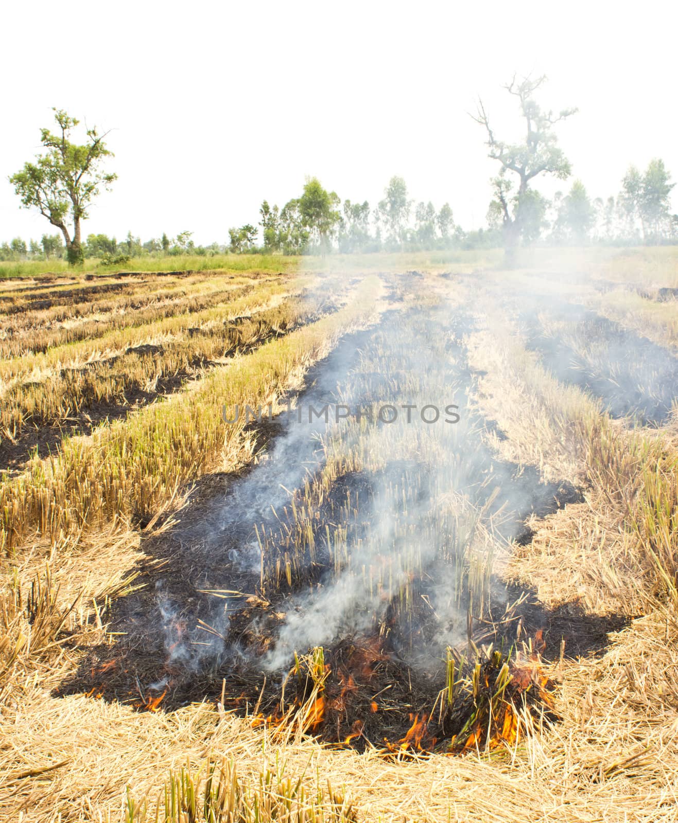Fire was burning straw. Rice straw left over from the harvest was burned.