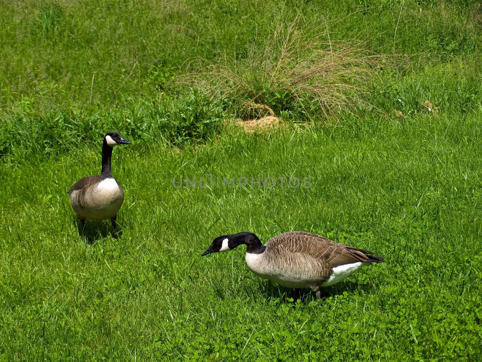 Two Canadian Geese in a Grassy Field