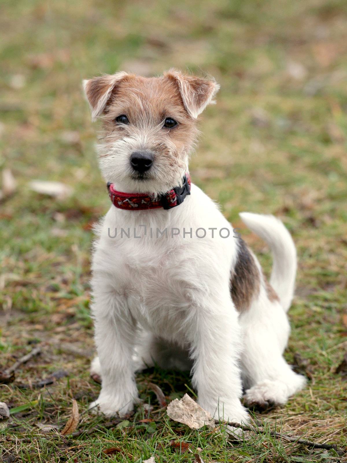 Jack Russel Terrier Dog puppy