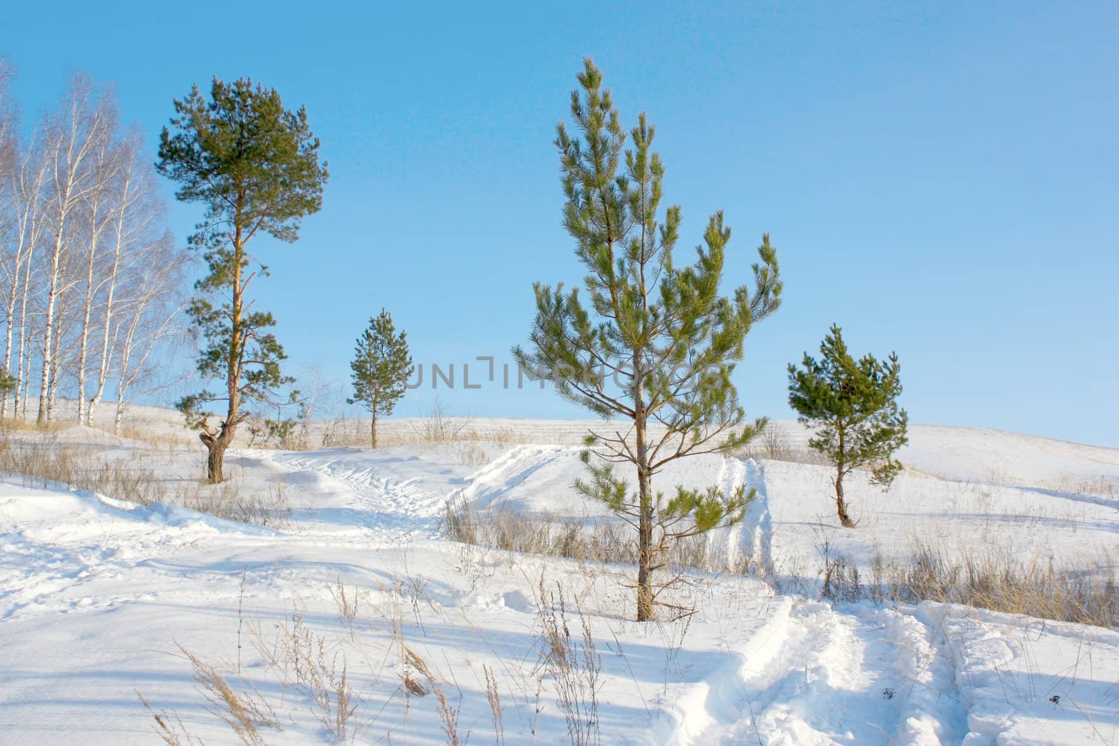 Winter pines on the hill