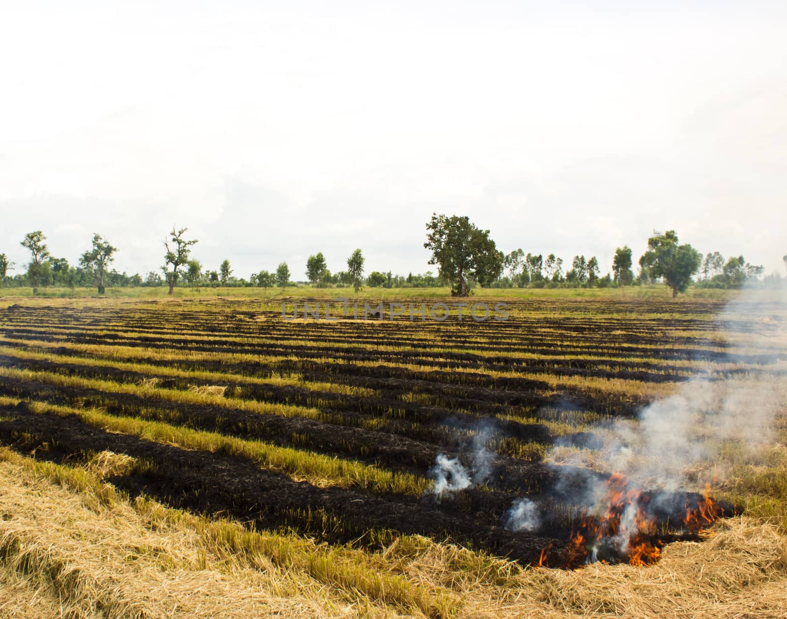 Fire was burning straw. Rice straw left over from the harvest was burned.