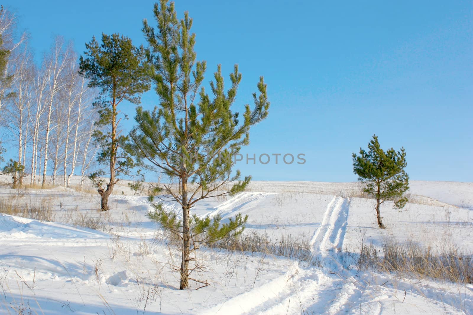 Winter pines on the hill