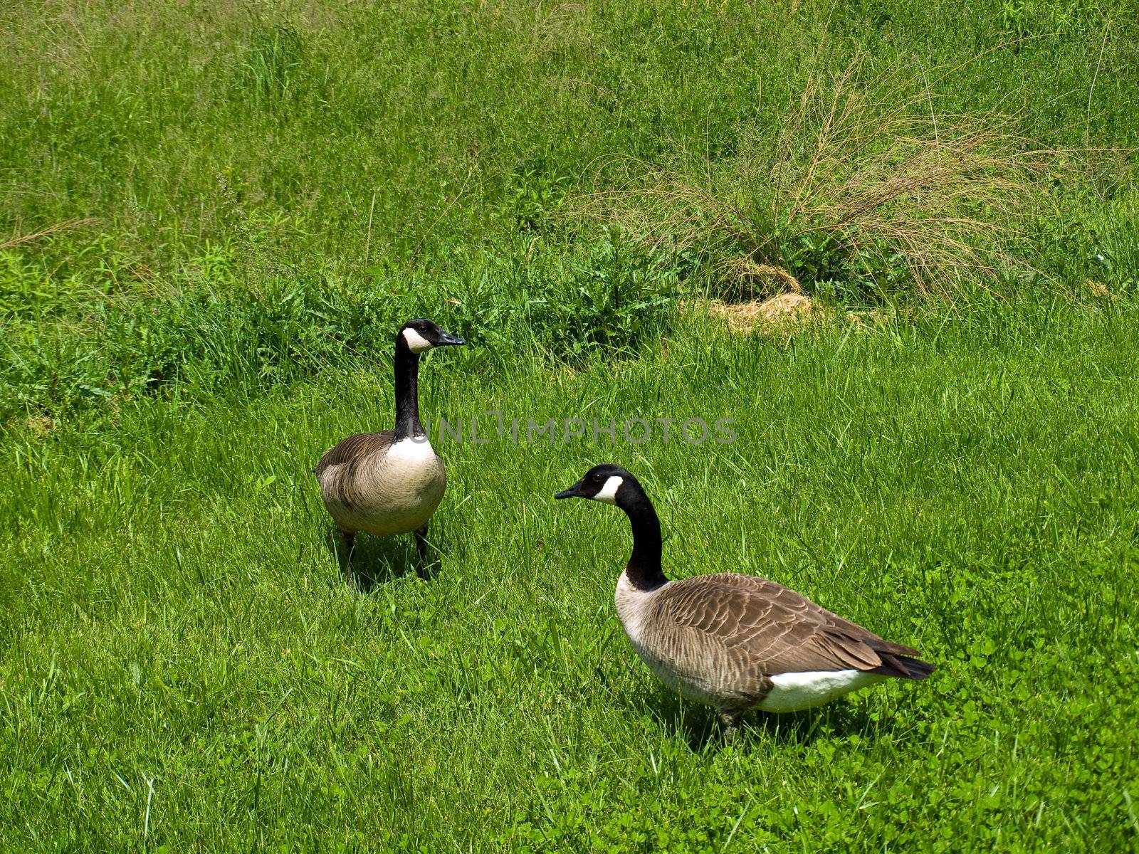 Two Canadian Geese in a Grassy Field