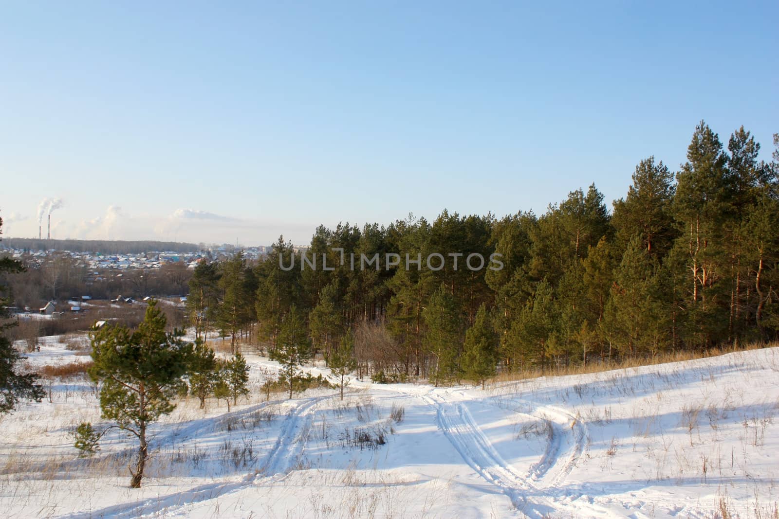 Pine forest in winter. Smoke from chimney-stalk on background.