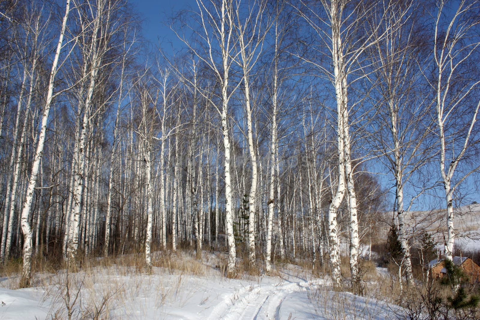 Birch forest in winter