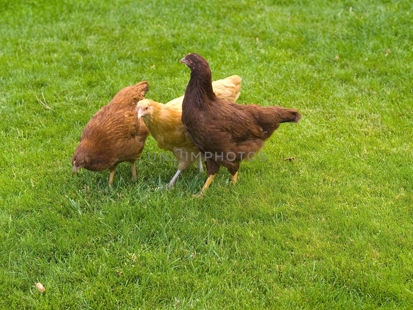 Free Range Chickens by Frankljunior