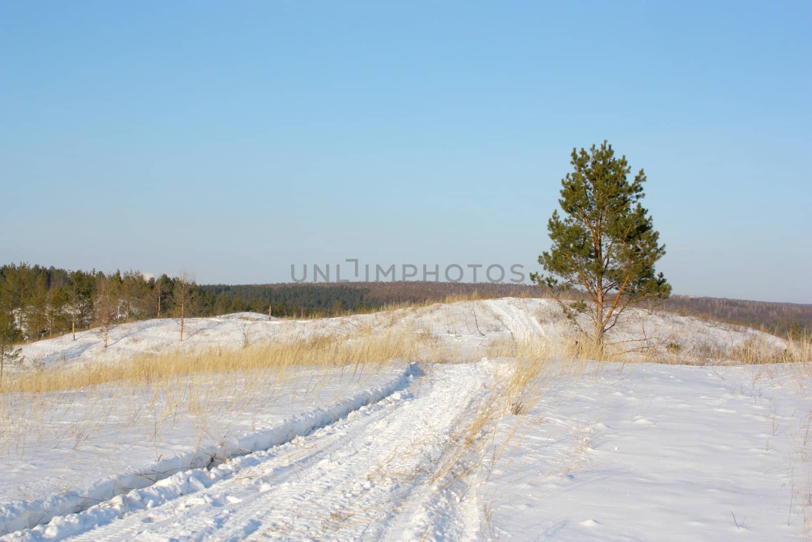 Winter andscape with pine and path