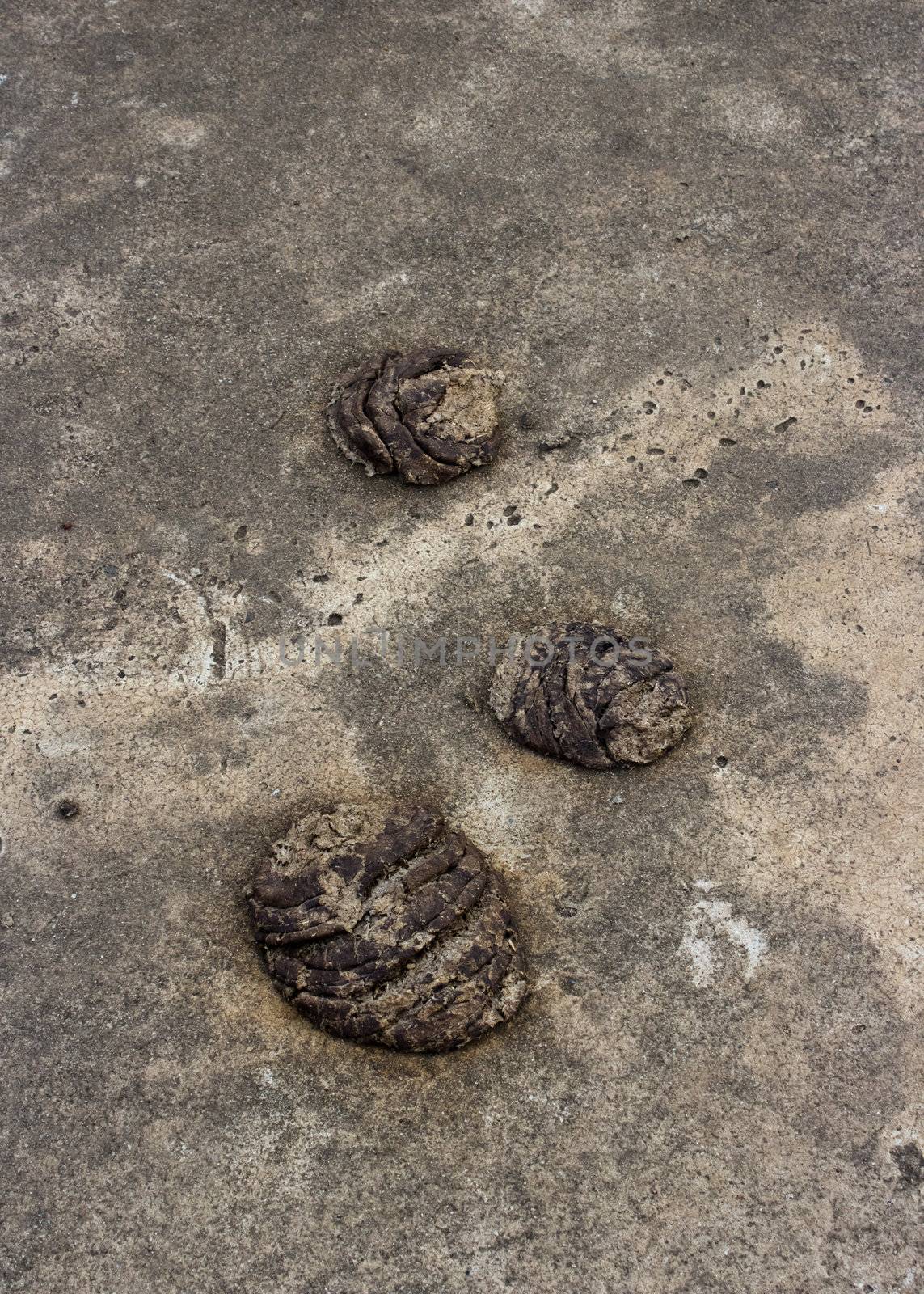 cow manure on the road.