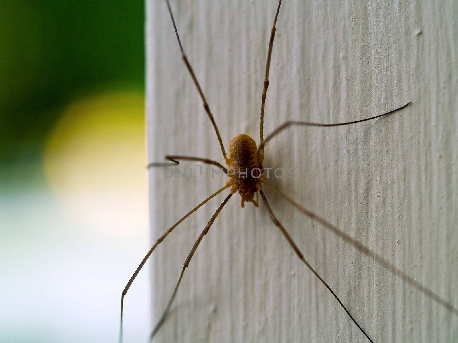 A daddy longleg spider macro close up