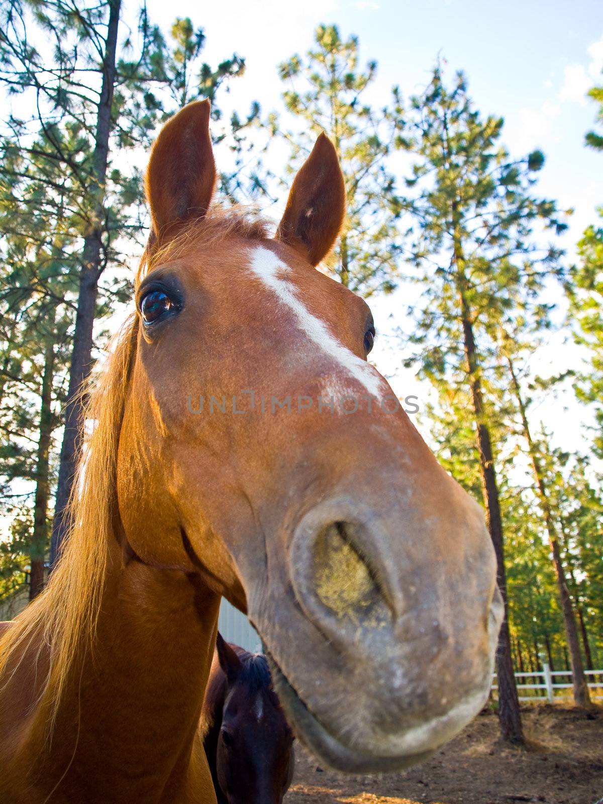 A Horse Portrait by Frankljunior