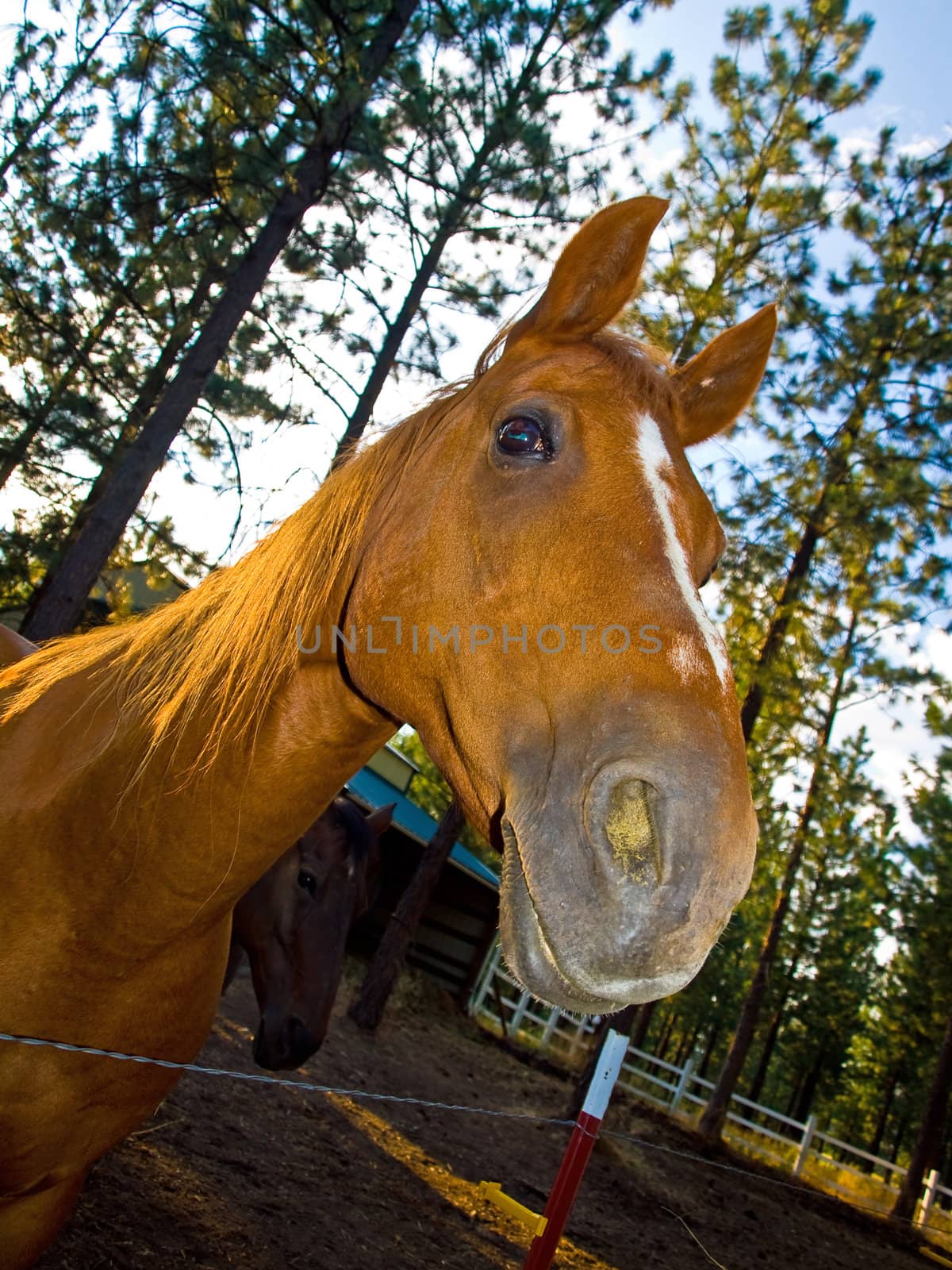 A Horse Portrait in the Evening Hour by Frankljunior