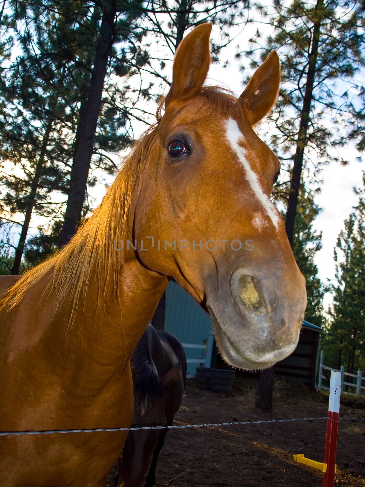 A Horse Portrait in the Evening Hour