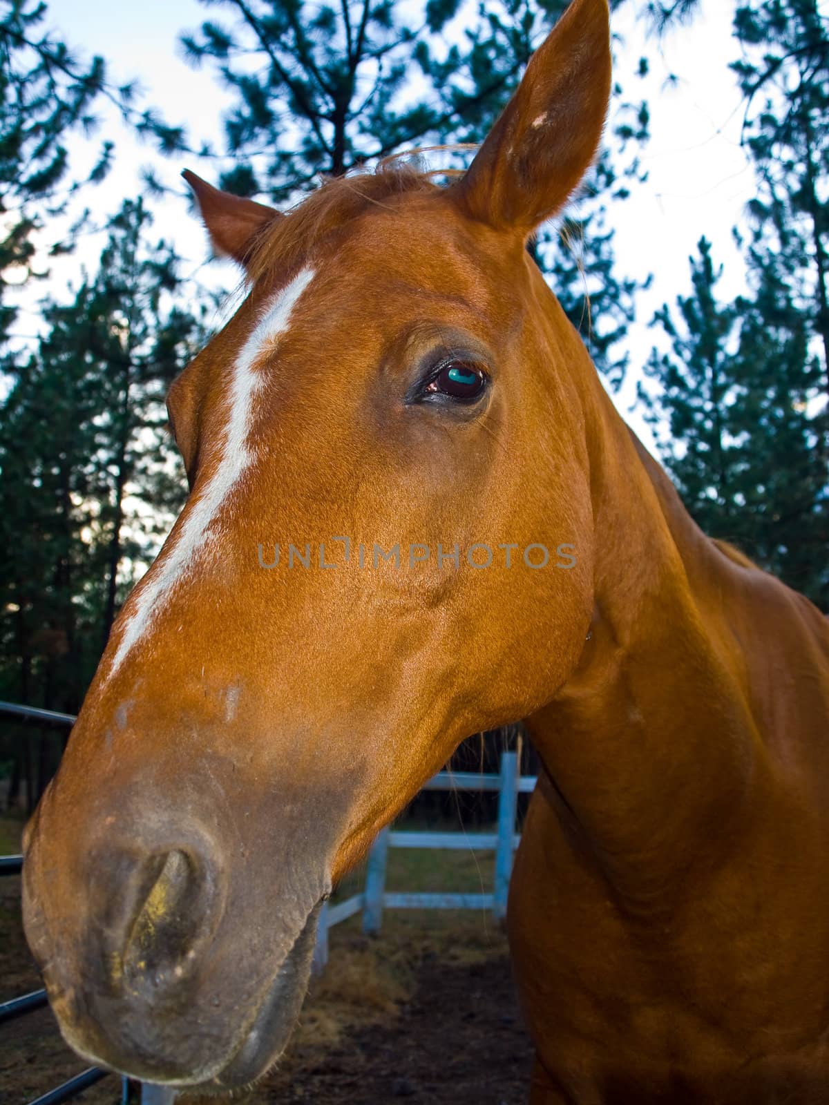 A Horse Portrait in the Evening Hour
