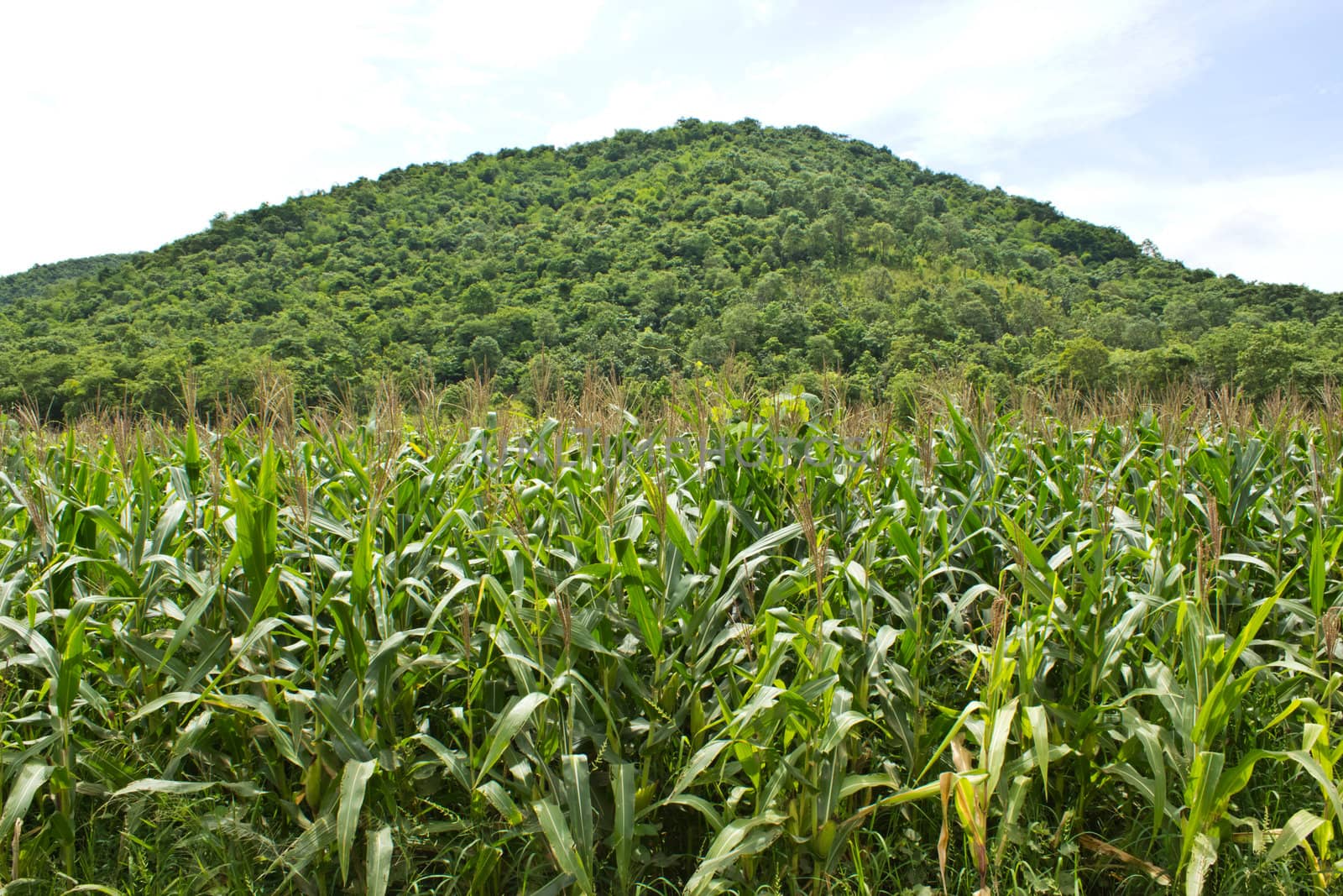 corn field near mountain and blue sky