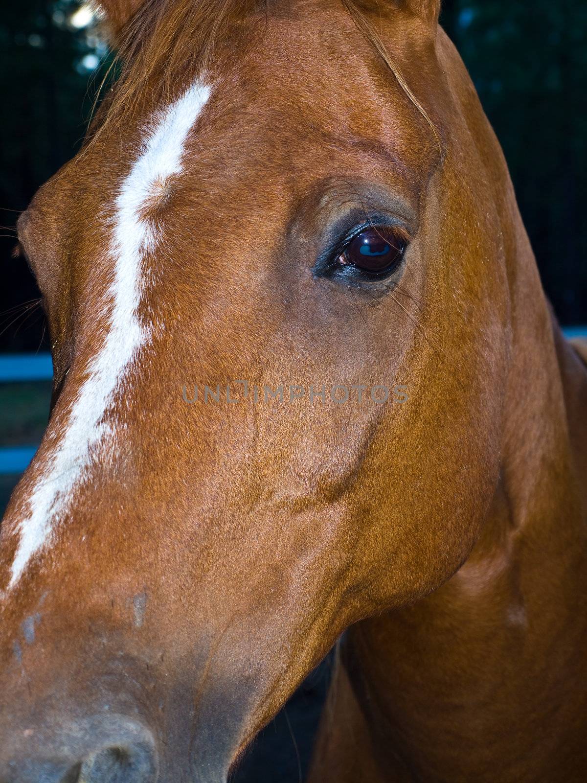 A Horse Portrait Focusing on Eye by Frankljunior