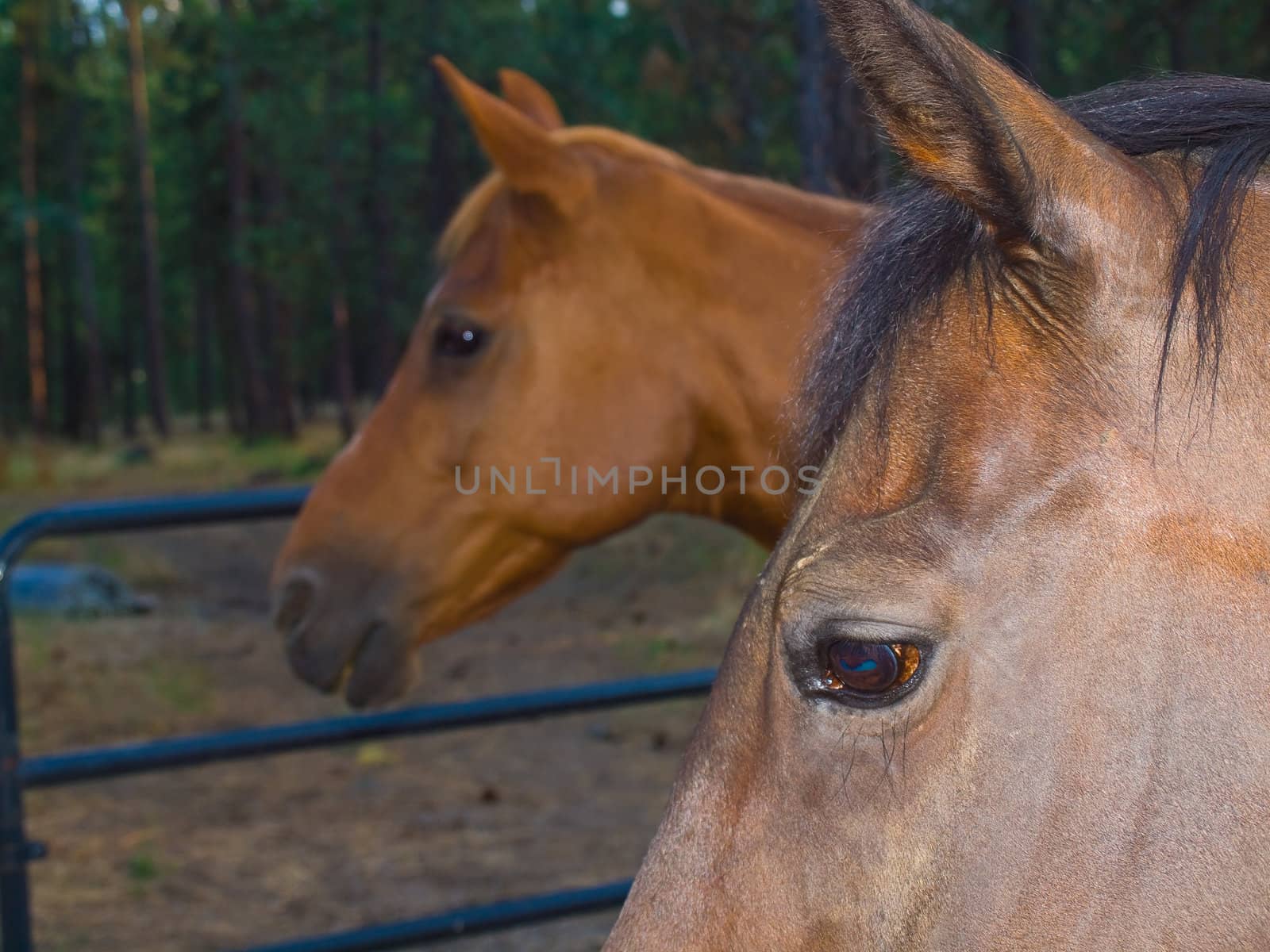 Two Horse Portraits in the Evening Hour