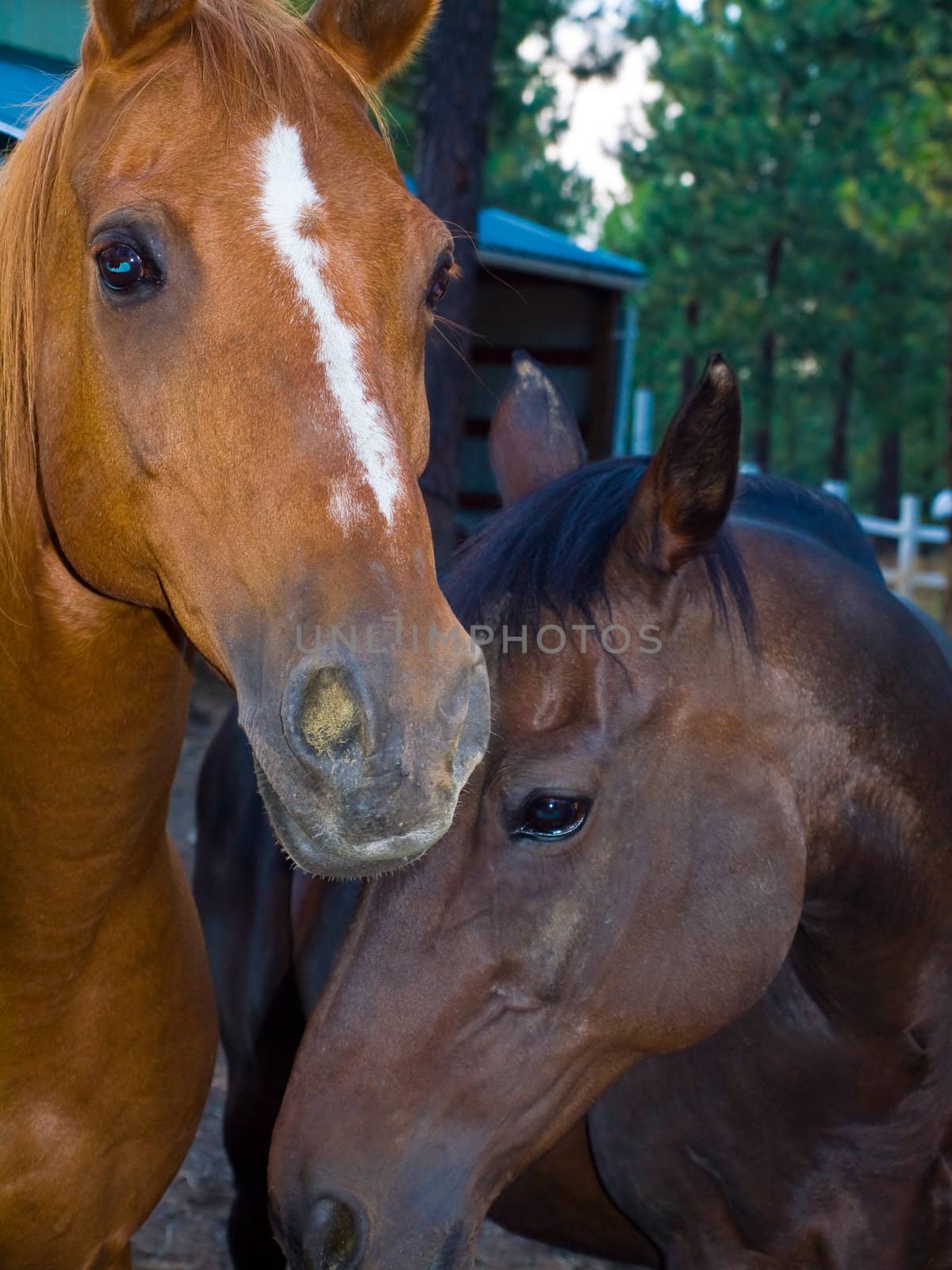 Two Horse Portraits in the Evening Hour