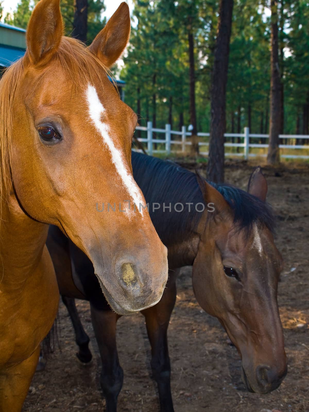 Two Horse Portraits in the Evening Hour by Frankljunior