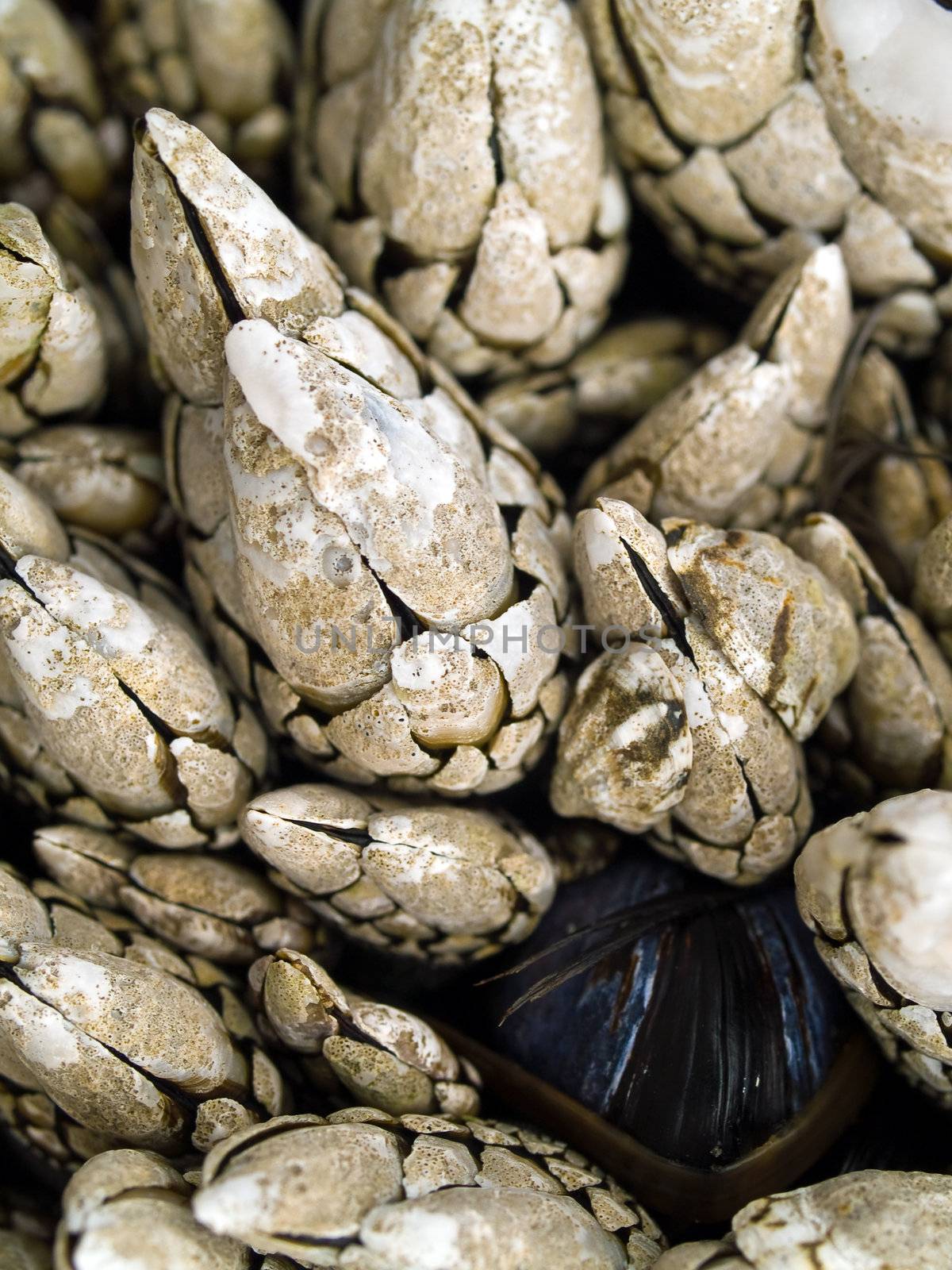 Macro close up of seashells on the beach