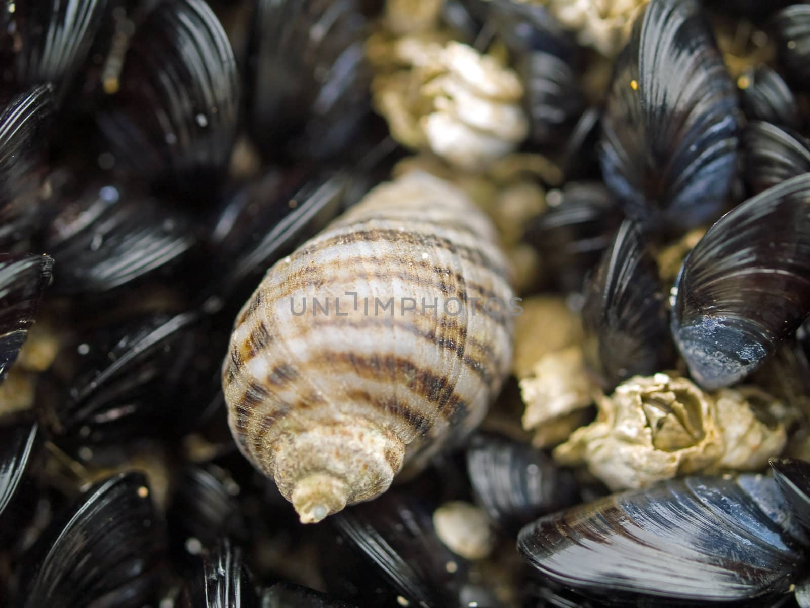 Macro close up of seashells on the beach