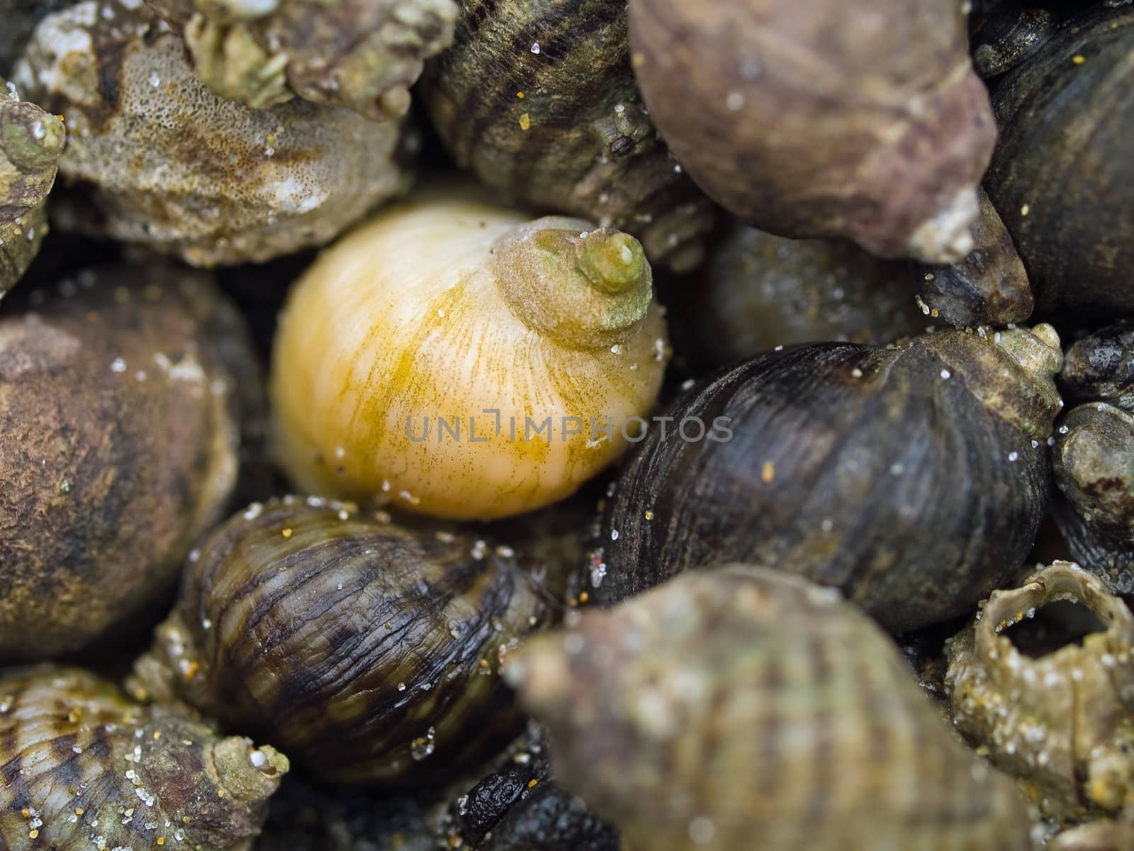 Macro closeups of shells by Frankljunior