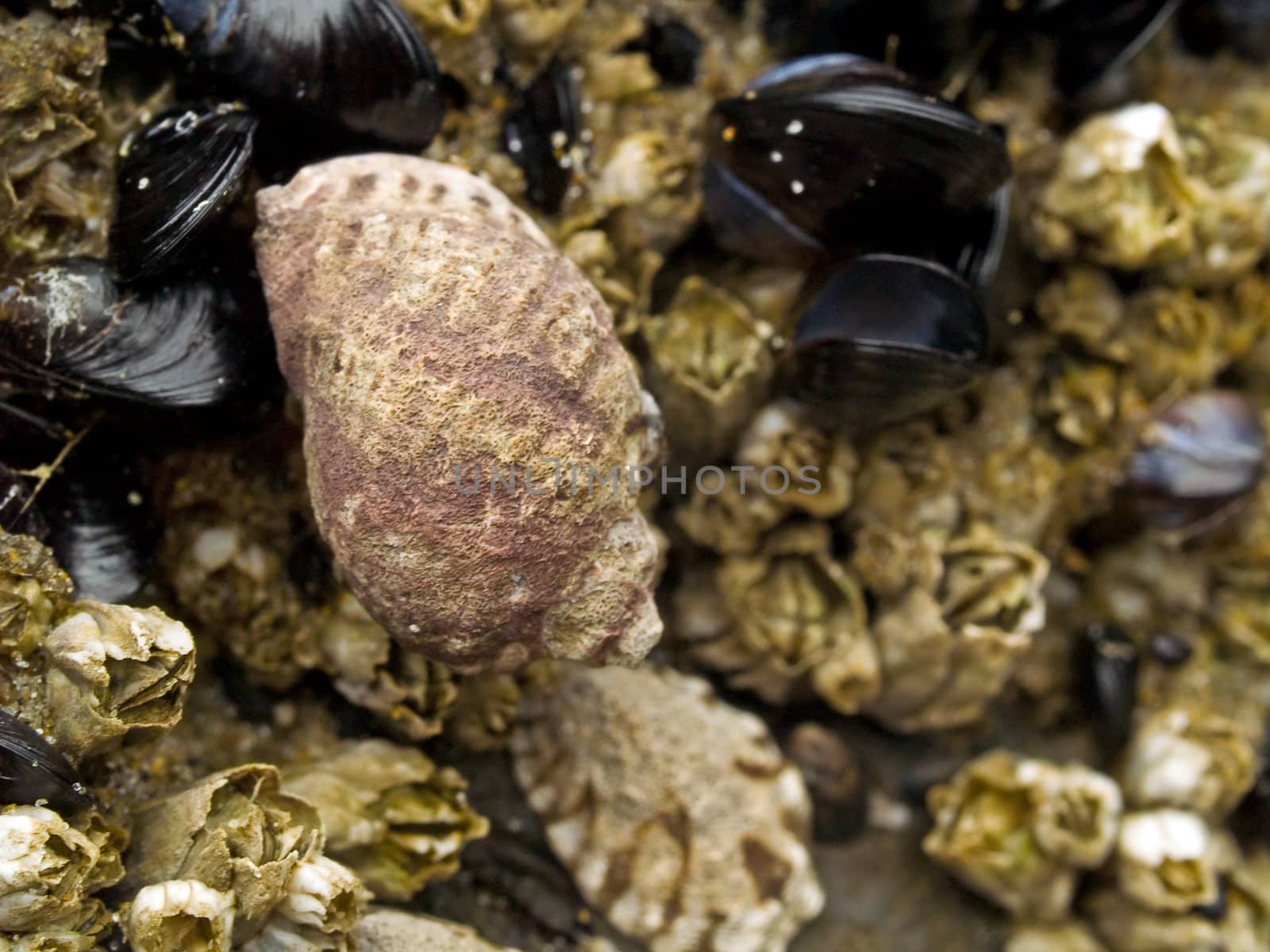 Macro closeups of shells by Frankljunior