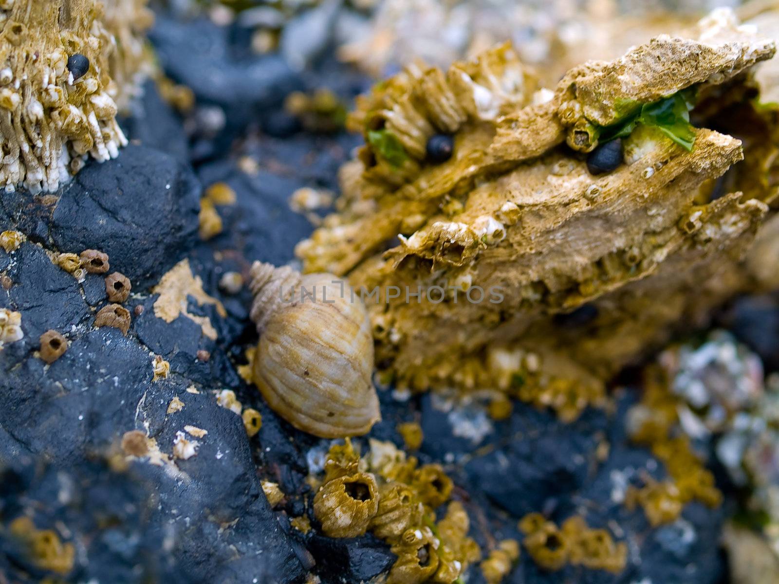 Macro closeups of shells taken at the tide pools at Canon Beach, Oregon