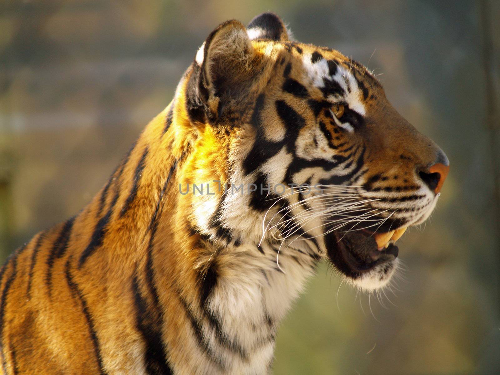 Tiger face closeup by Frankljunior