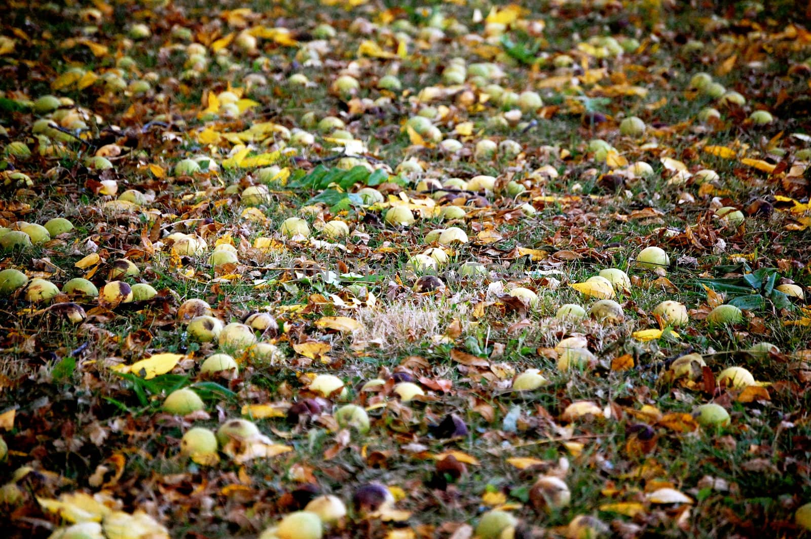 Hickory nuts on the ground