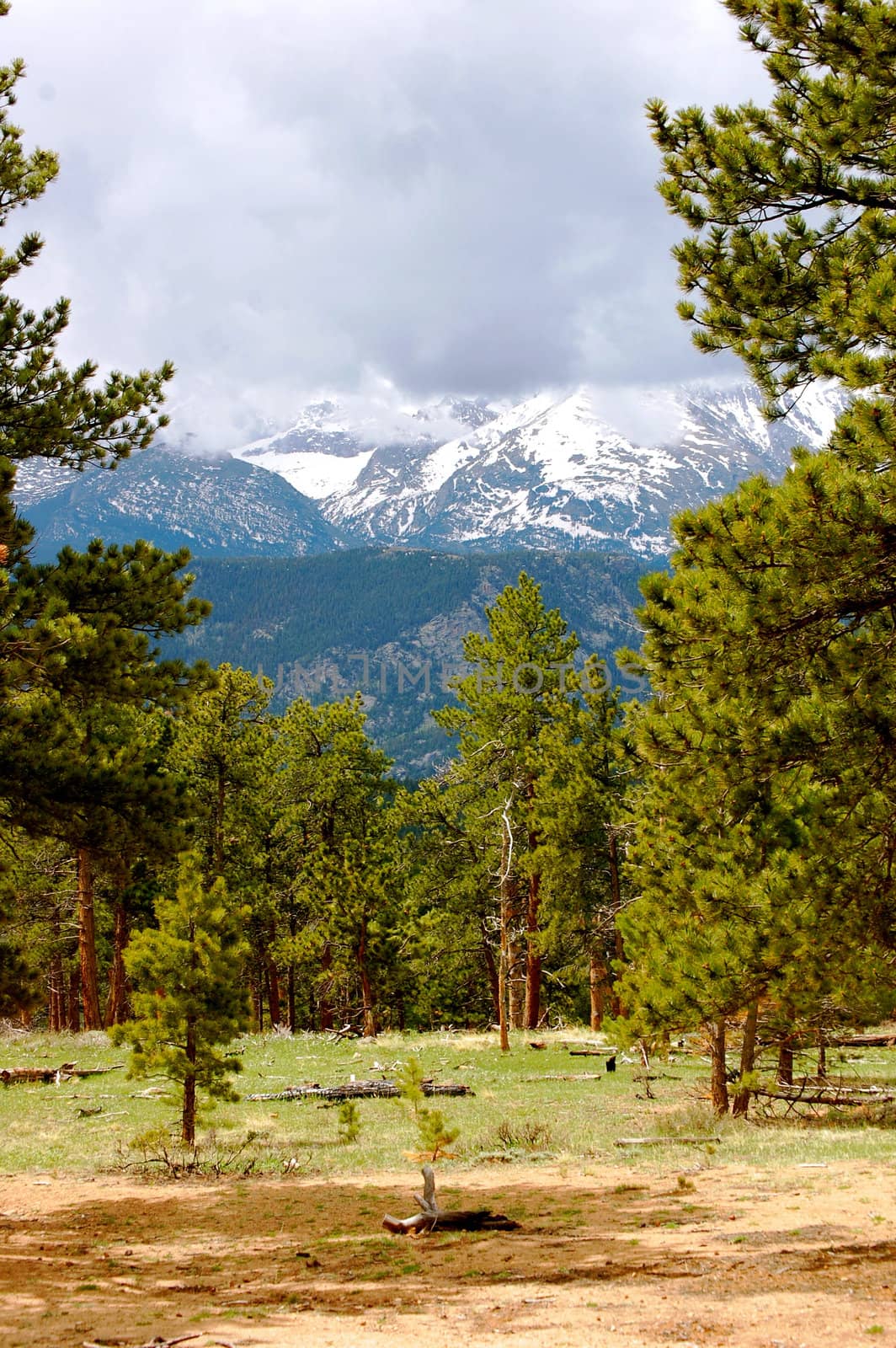 Rocky mountains through the trees by RefocusPhoto