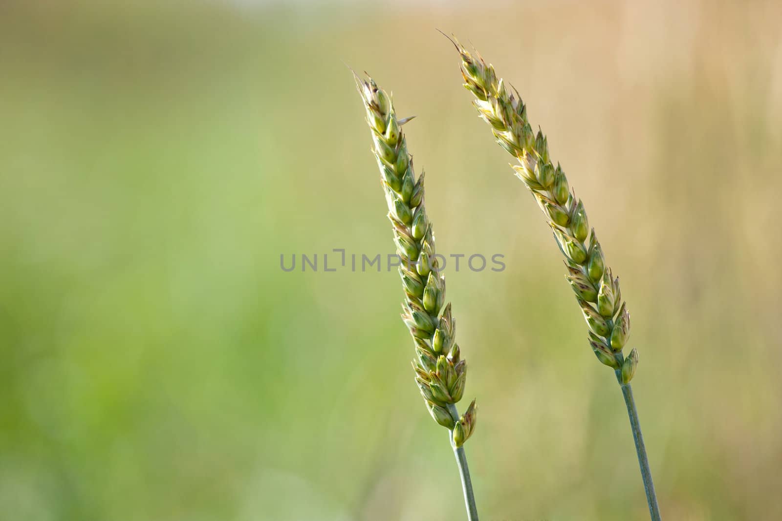Wheat ears on field