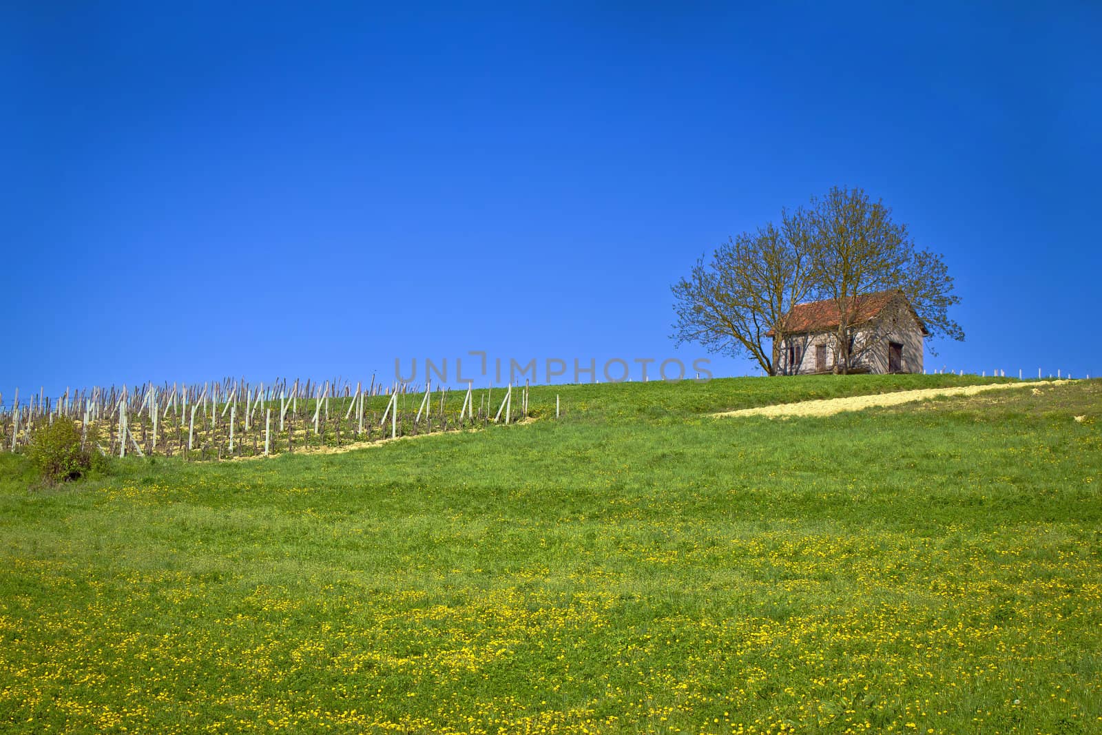 Cottage and vineyard on idyllic hill by xbrchx