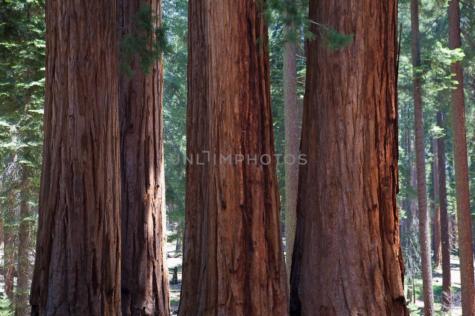 Sequoia trees by CaptureLight
