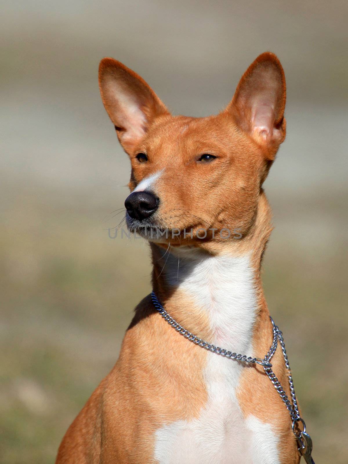 The portrait of Basenji dog
